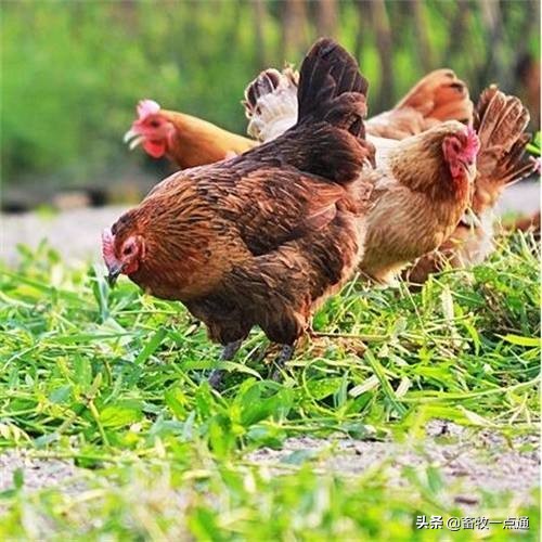 肉鸡滴虫病,肉鸡梭菌怎么预防