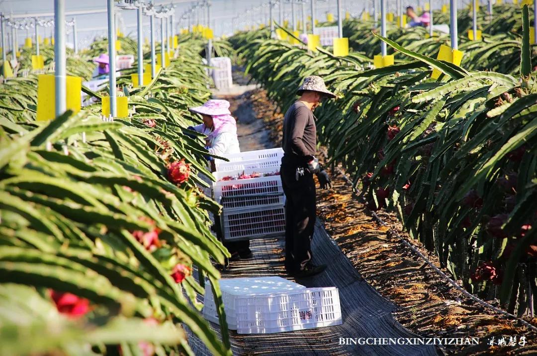附近的火龙果采摘园海南,海南火龙果采摘