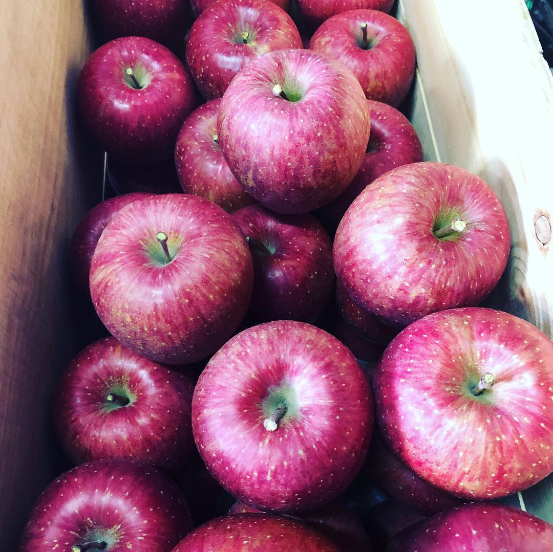 日本青森苹果图片,走进青森苹果园