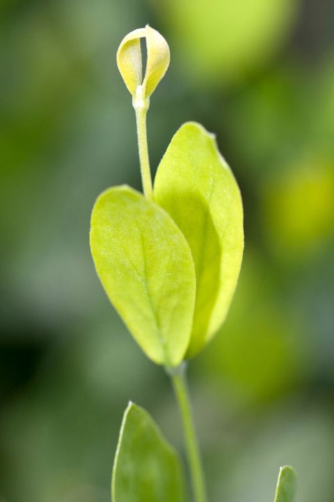 精油护肤独一无二的选择,挑护肤品去哪里看