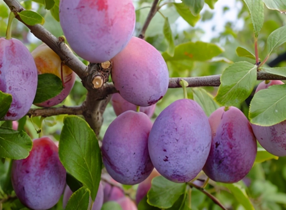 它和黑布林是*亲近**,进口的卖高价,国内种植的却常制成干果