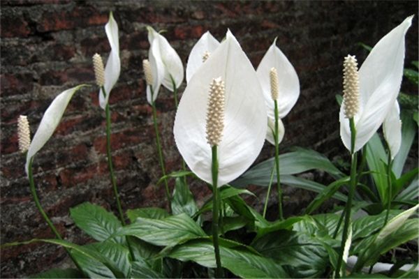 白掌叶面油绿,水培白掌叶子发黄不油绿