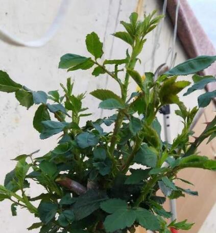 月季花黄叶怎么办？“3招”让它绿油油，变茂盛，花儿越开越多