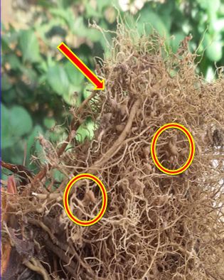 草莓炭疽病与根腐病是什么引起的,安徽草莓炭疽病零星发病怎么办