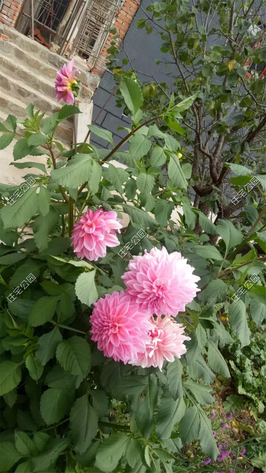 东北农村模块建房大火炕三合院,三合院一层有火炕