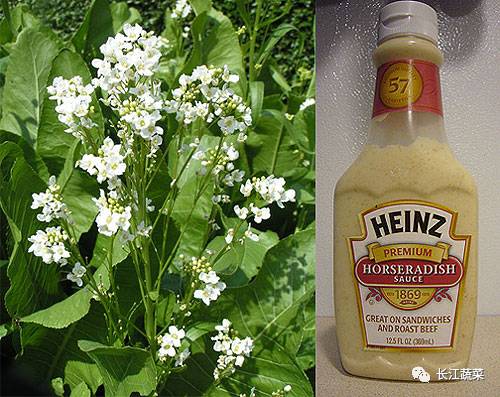 菜吧:800元一斤!据说这种菜是全世界最难种的