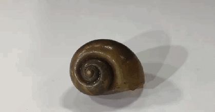 这种螺千万别吃,什么螺吃了会头晕