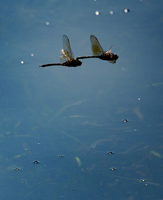 为什么蜻蜓不会杂交,蜻蜓为什么是两性生殖