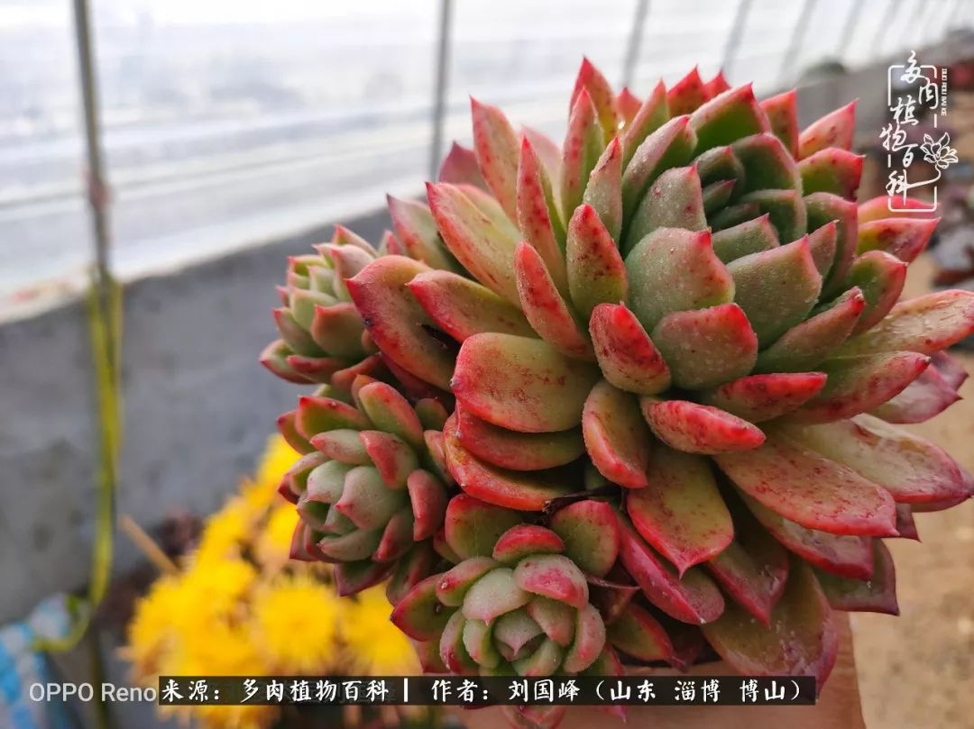 冬季室温20度以上多肉怎么养,贵的不一定就是好的便宜的