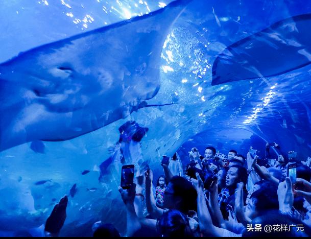 「广元卡尔海洋世界」海洋科普—鳐鱼:其实,我是被压扁的鲨鱼