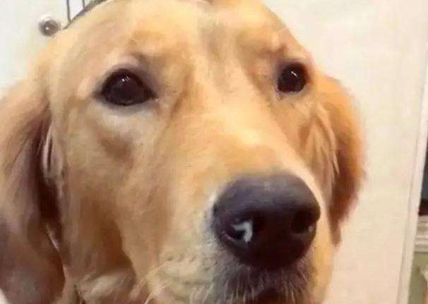 狗狗流鼻涕的症状和治疗,狗狗流鼻涕多久能好转正常