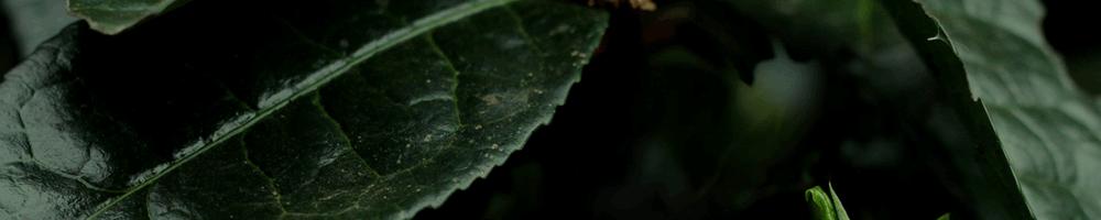 冰岛五寨品鉴,冰岛五寨的口感与香气