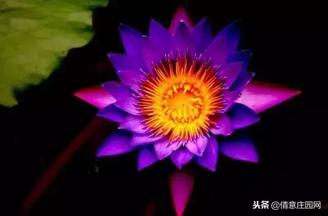 名贵植物排行榜前十名,名贵树种排名