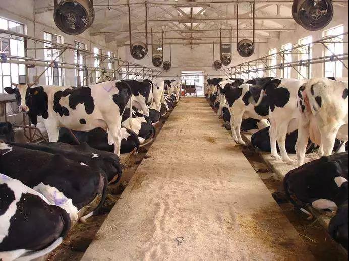 越南宣布对华出口首批乳制品,越南食品进入中国