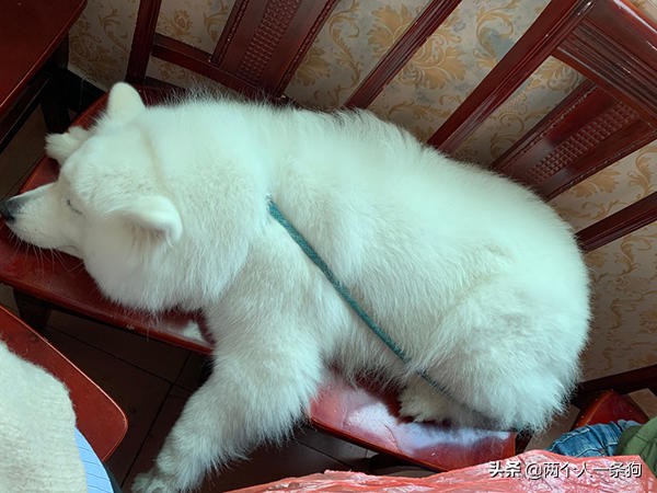 怎样保持萨摩耶洁白的毛,怎么保养萨摩毛发