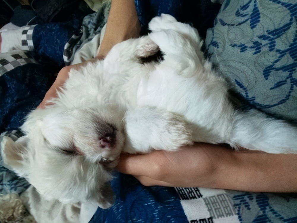 如何让比熊犬知道自己值得信任,比熊犬多久信任主人