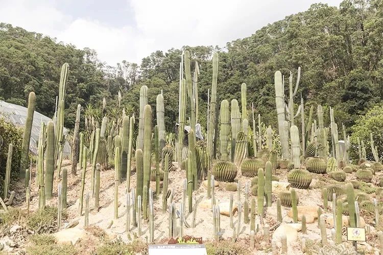 深圳吃喝玩乐两日游推荐,深圳周边游吃喝一日游推荐