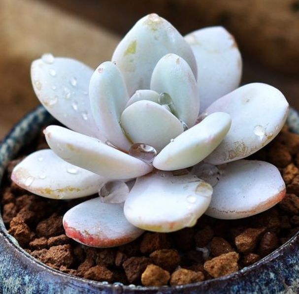 多肉雪莲和冰玉相比较哪个好养些,雪莲多肉的养护