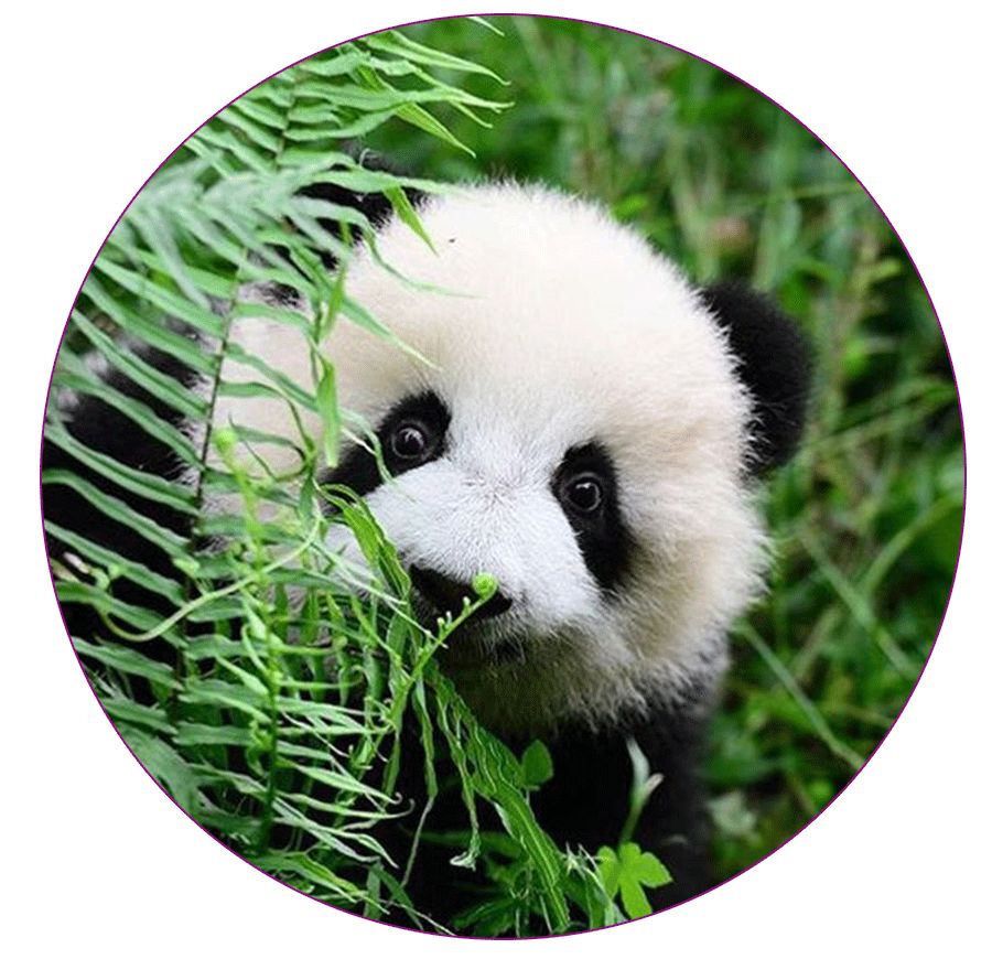 儿童画花丛画法高级感,儿童画创意画花蝴蝶