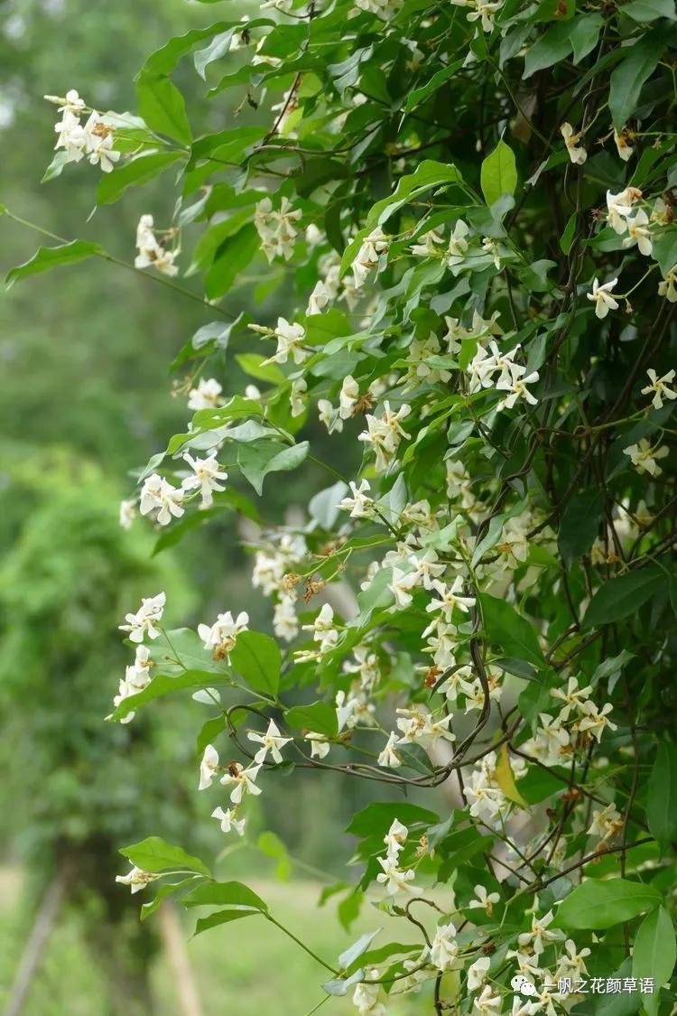 络石（Trachelospermumjasminoides）