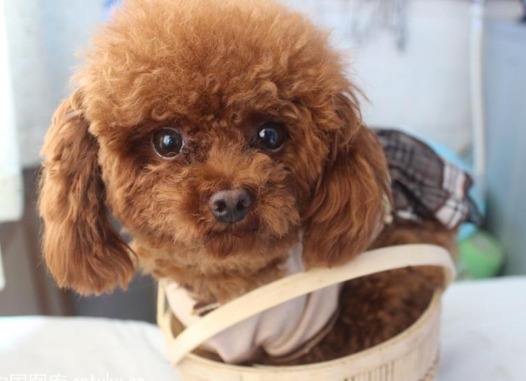 泰迪狗一天喂几次狗粮比较好呢,泰迪狗狗应该喂多少狗粮