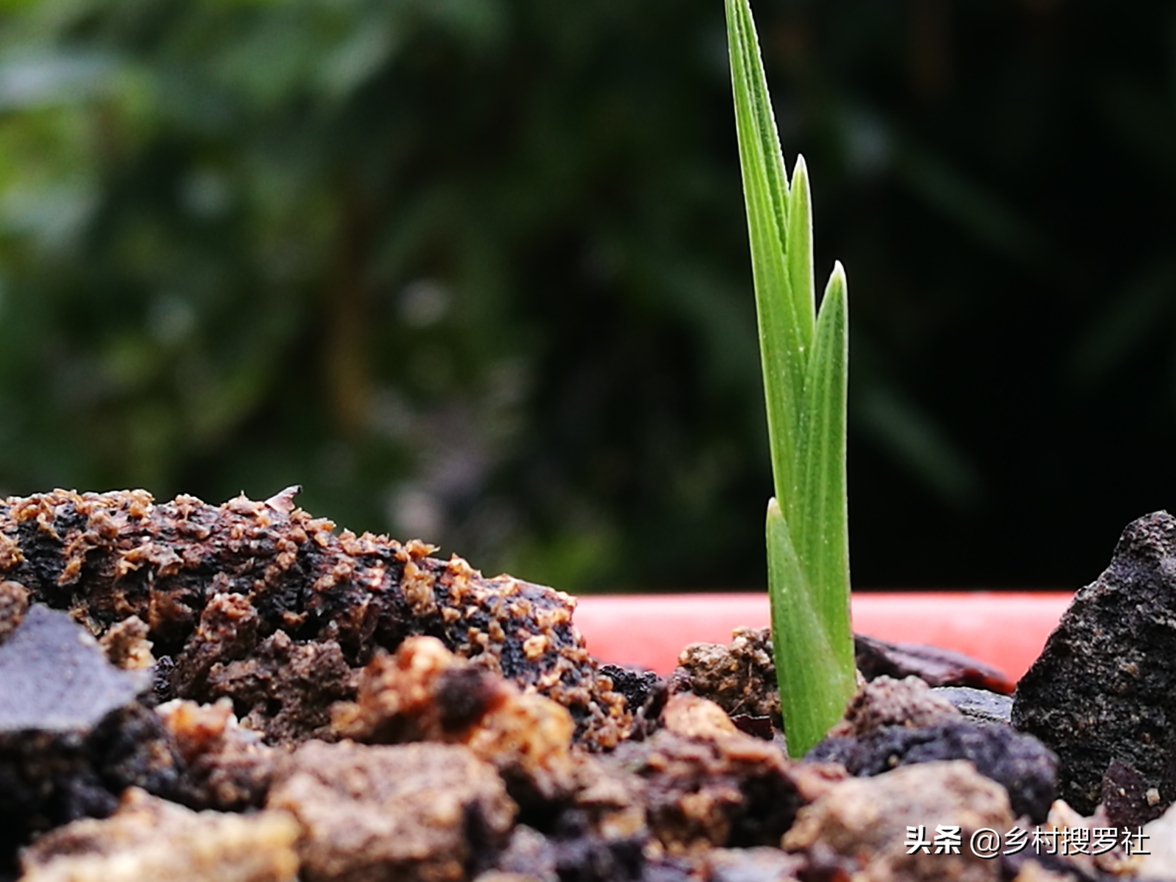兰花冬天冻苗怎么养,兰花幼苗过冬注意事项