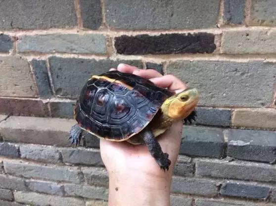 黄缘龟喜欢的植物,黄缘龟有灵性吗