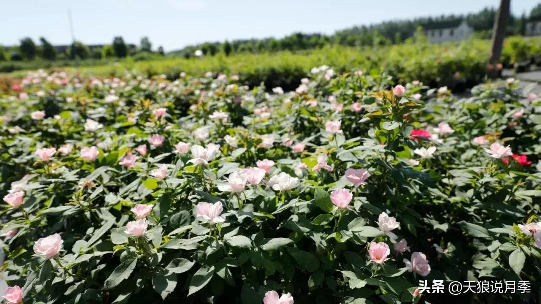 哪些月季品种抗病强,抗病性好月季有哪些