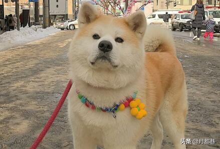 纯种秋田犬多少钱一只,纯种秋田犬幼崽多少钱一只