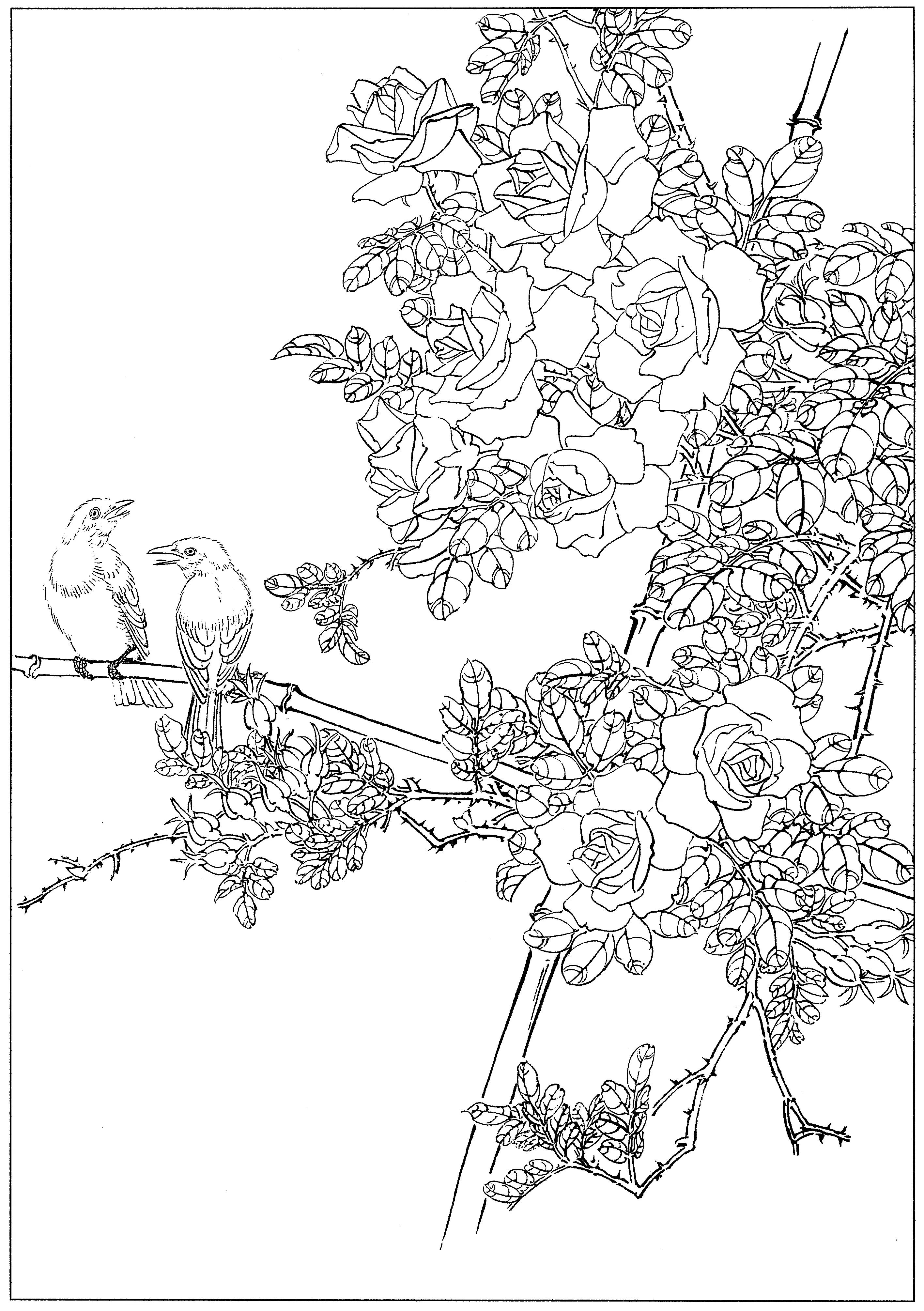 花鸟工笔四条屏白描高清大图,牡丹六尺横幅白描工笔花鸟底稿