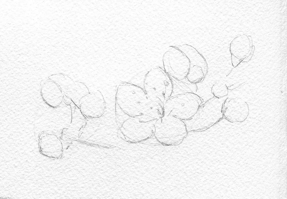 崔老师教你画桃花,你想画的花卉手稿都在这里