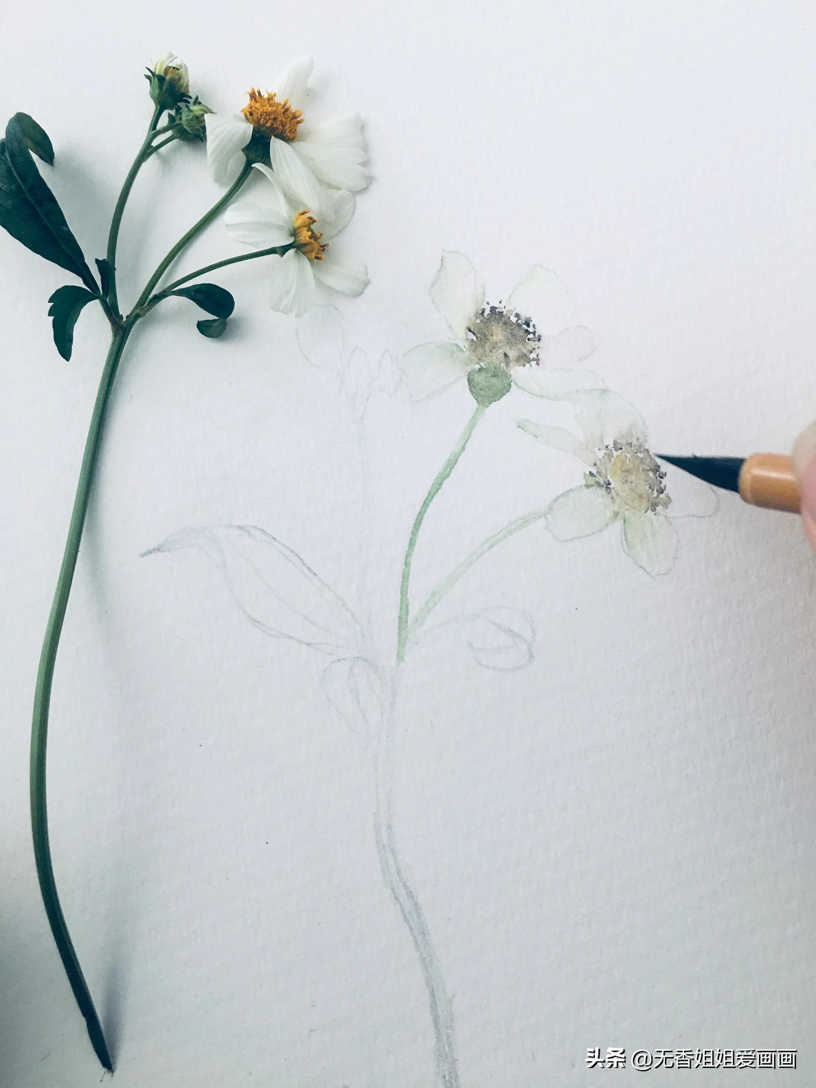 用水彩画简易草,水彩野花绘画