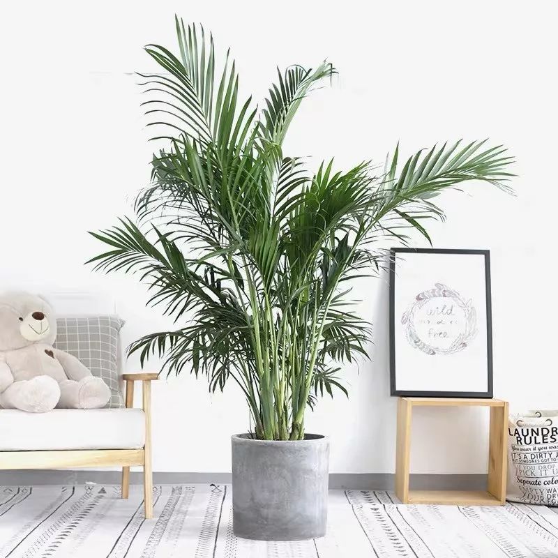 室内盆栽植物吸甲醛易活推荐,有助睡眠植物盆栽除甲醛