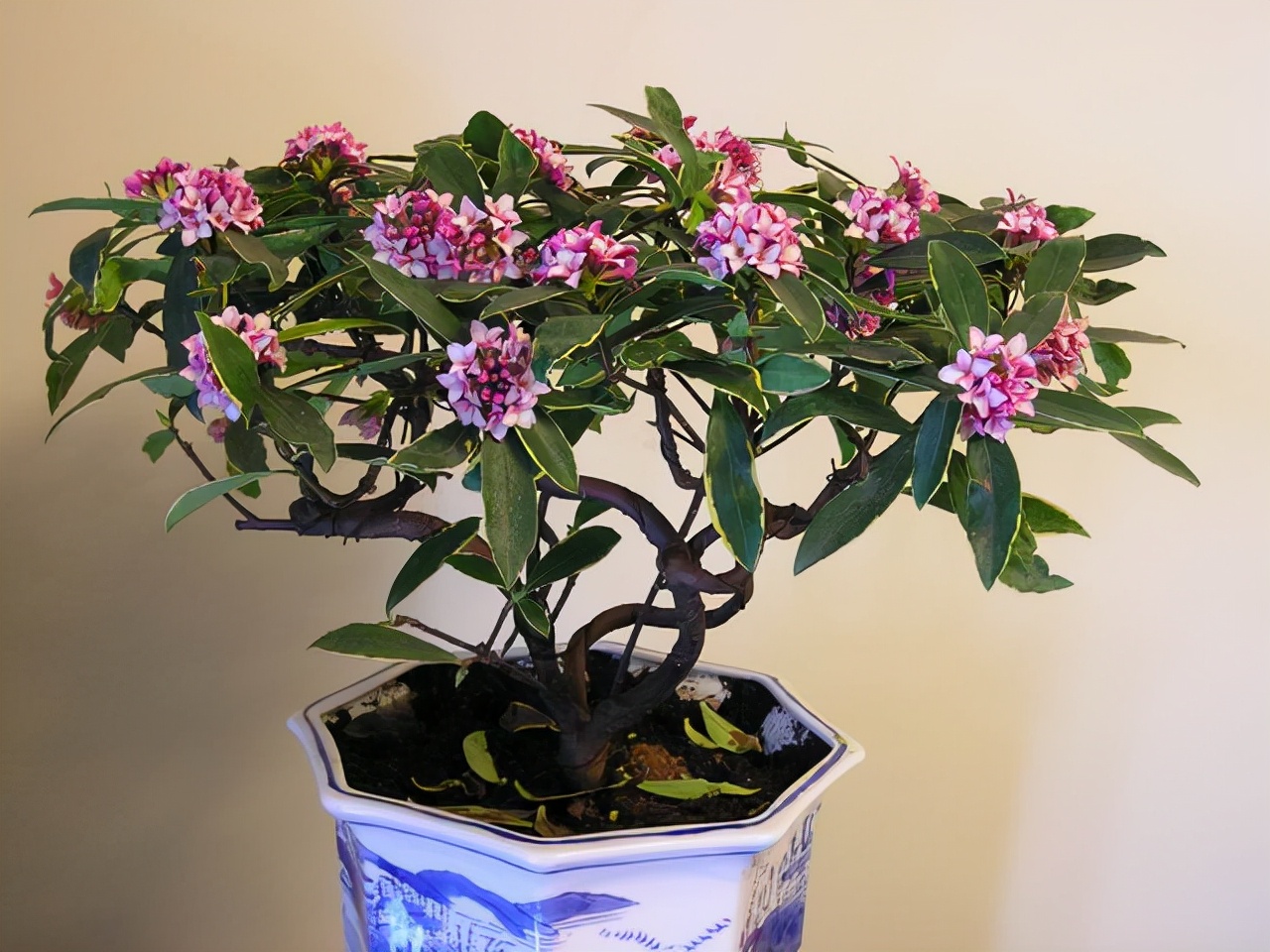 冬季快开花的金边瑞香放在哪里好,金边瑞香只长新芽不开花什么原因