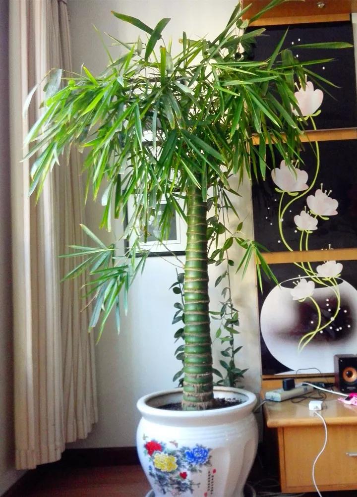 什么花放在家里最好看最实用,放家里风水好又好养的花有哪些