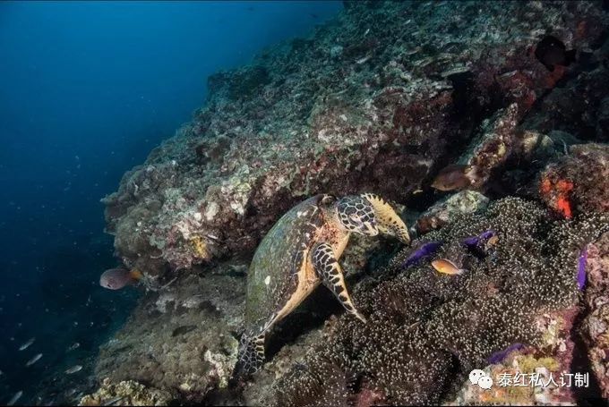 世界最美的潜水胜地,世界前十的深潜胜地