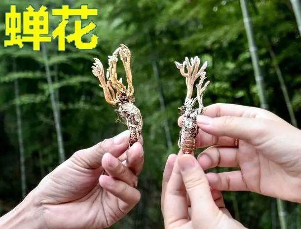 臻选虫草花蛹虫草,蛹虫草和虫草花是一样吗