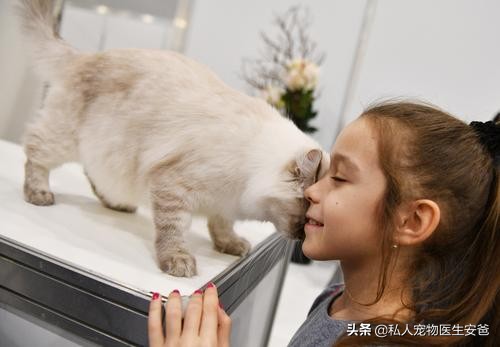 猫咪分离焦虑症怎么治疗,分离焦虑症猫咪