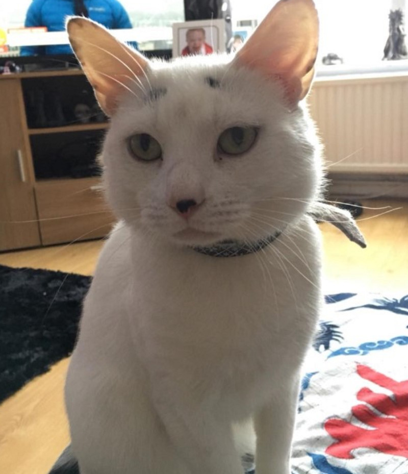 猫咪自带忧郁眼神图片,猫咪自带惆怅脸