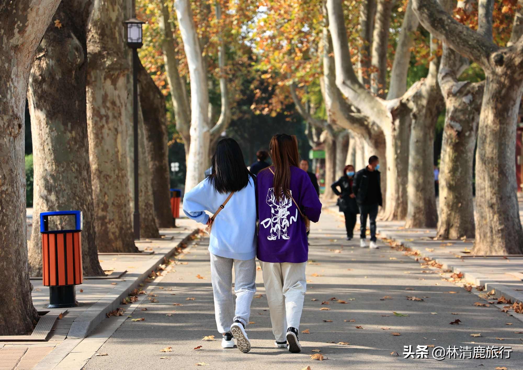 离郑州最近银杏园赏秋,郑州银杏惊艳了秋天