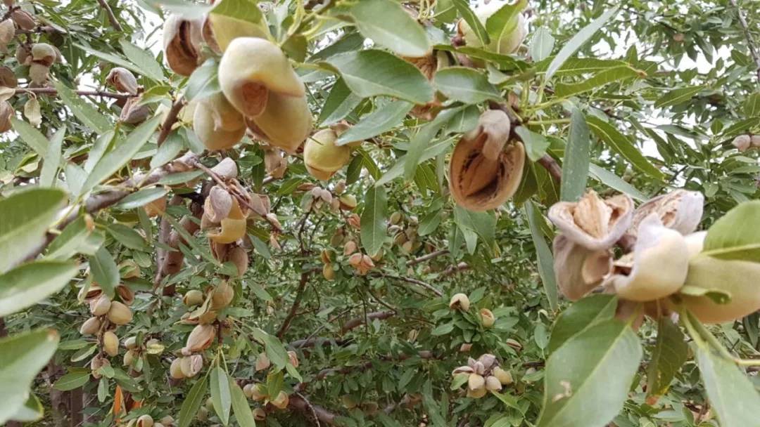 杏仁的种植方法和管理,杏仁种植的方法