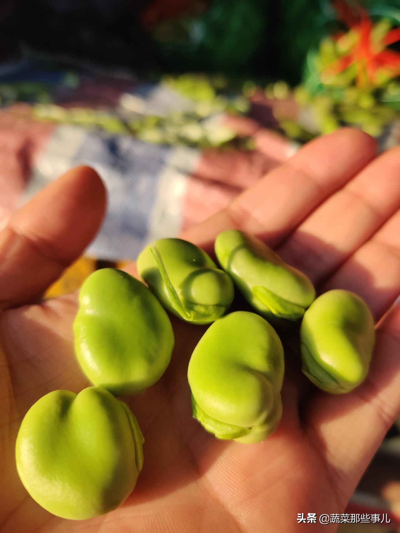 今日上海江桥带壳鲜蚕豆批发价,上海江桥蔬菜批发市场运输蚕豆