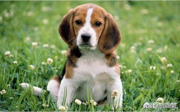 比格犬和柯基犬哪个好养,适合在家养的狗比格犬