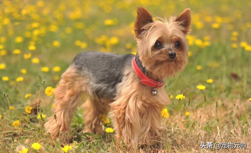 可爱的小型犬,可爱好养的小型犬