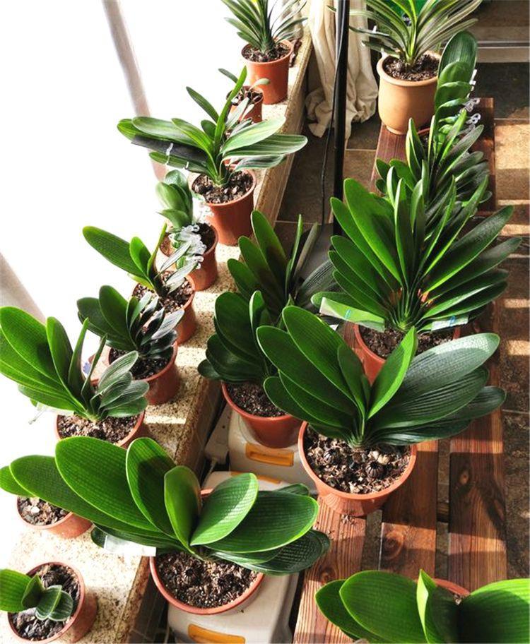 购买优质君子兰小苗,买纯红色君子兰