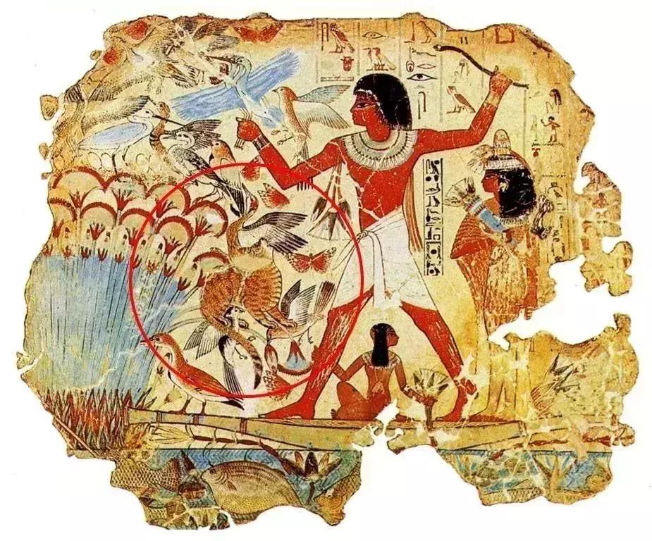 公猫可以有多个乳房吗,公猫也长乳房吗