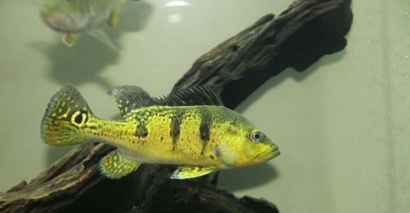 慈鲷品种,慈鲷类型