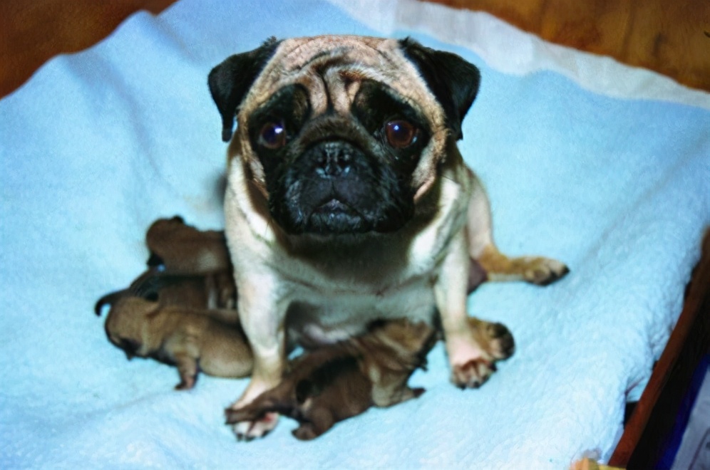 如何在家给狗狗拉毛,如何在家给狗狗补水