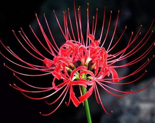 家里必养四种花,6种花公认最难养年年买都养不活