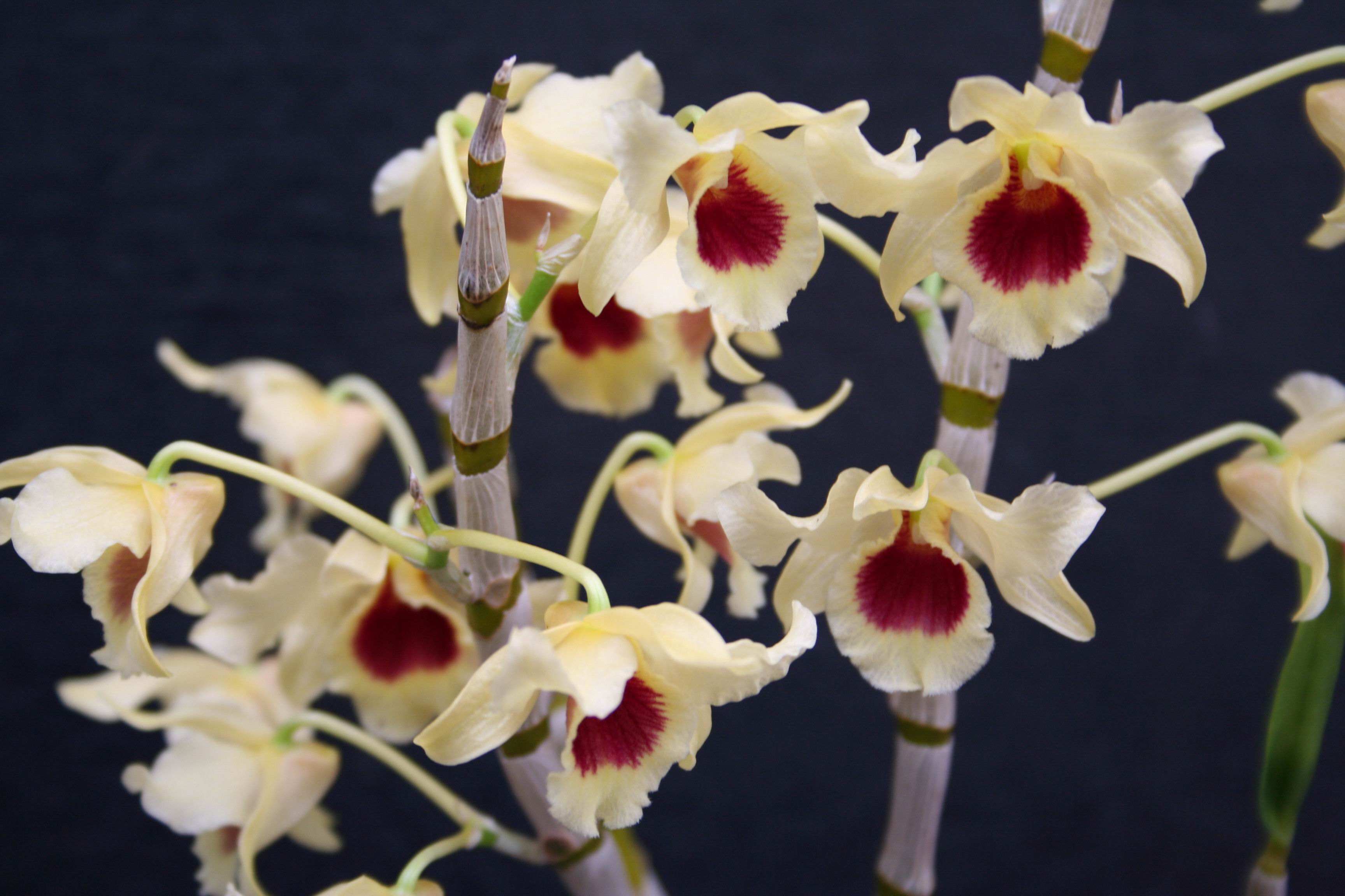 翅萼石斛开花后还会开花吗,石斛开花之后第二年能开花吗